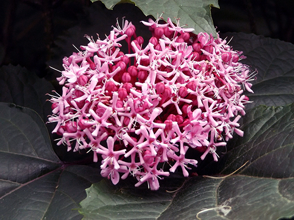 International-Rose-Test-Garden-Portland14