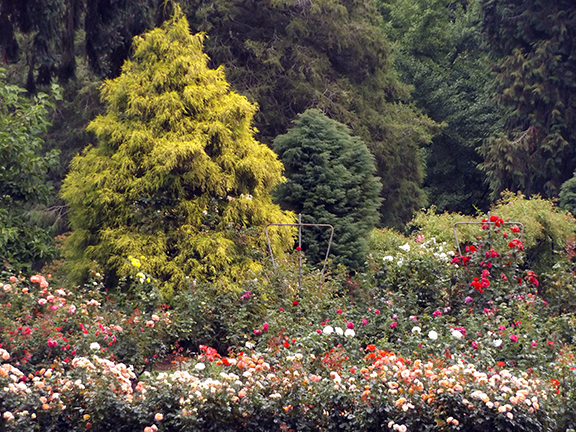 International-Rose-Test-Garden-Portland2