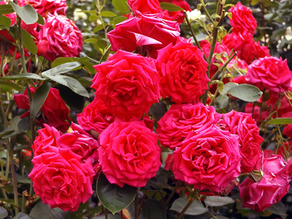 International-Rose-Test-Garden-Portland3