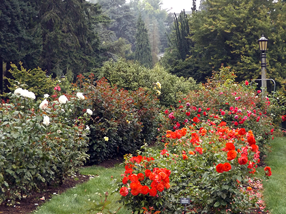 International-Rose-Test-Garden-Portland5