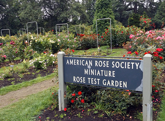 International-Rose-Test-Garden-Portland6