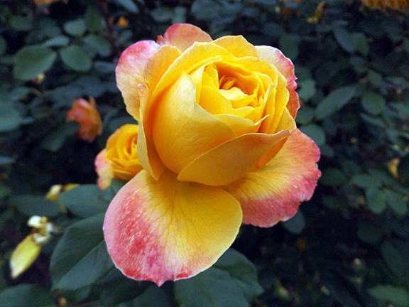 International-Rose-Test-Garden-Portland7