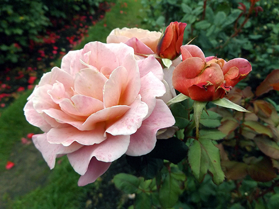 International-Rose-Test-Garden-Portland8