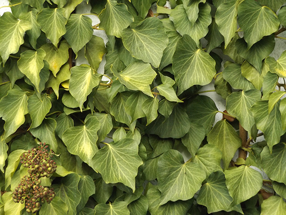 ivy-on-Stewart-ivy-on-Stewart-Covered-Bridge-near-Cottage-Grove