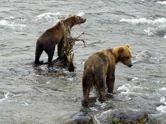 Katmai-National-Park-and-Preserve-bear-cubs
