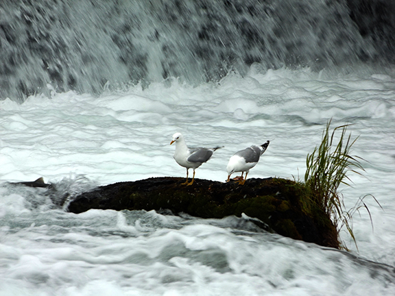 Katmai-National-Park-and-Preserve-gulls-at-Brooks-Falls