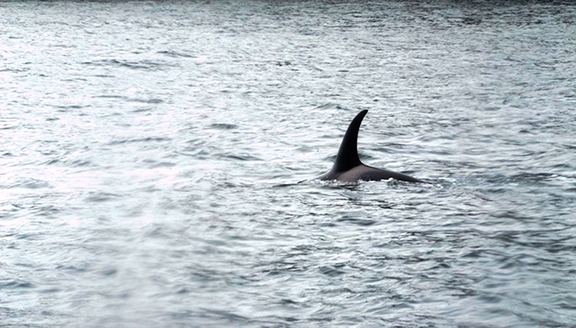 Kenai-Fjords-National-Park-boat-tour-dolphin