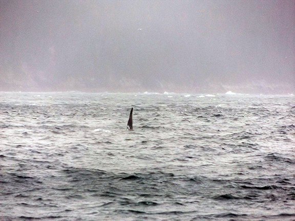 Kenai-Fjords-National-Park-boat-tour-whale-fin