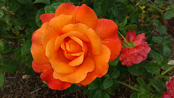 Ladd-Circle-Park-and-Rose-Garden-Portland