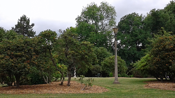 Ladd-Circle-Park-and-Rose-Garden-Portland2