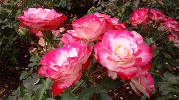 Ladd-Circle-Park-and-Rose-Garden-Portland3