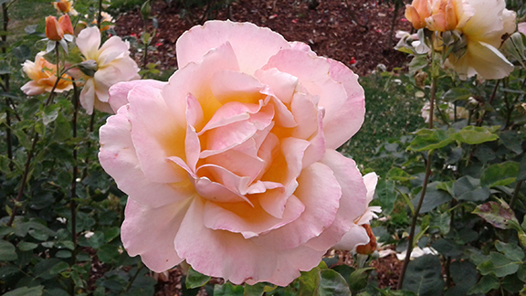 Ladd-Circle-Park-and-Rose-Garden-Portland4