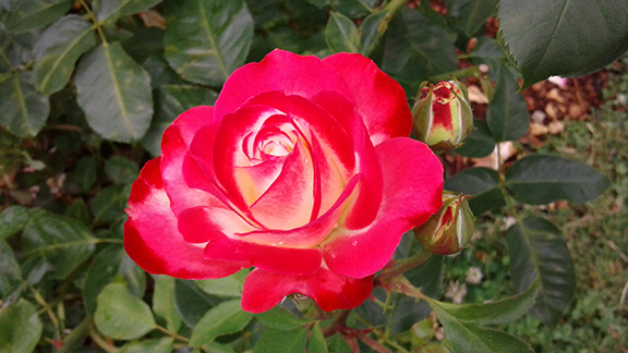Ladd-Circle-Park-and-Rose-Garden-Portland5