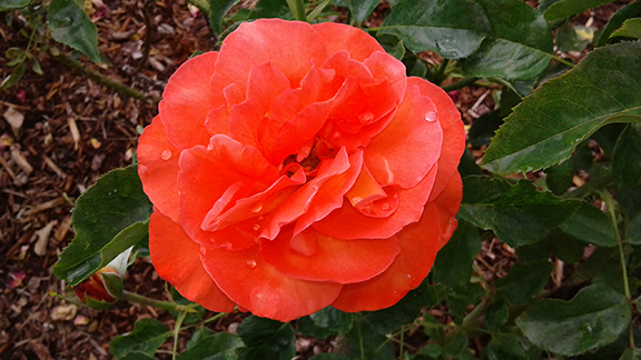 Ladd-Circle-Park-and-Rose-Garden-Portland9