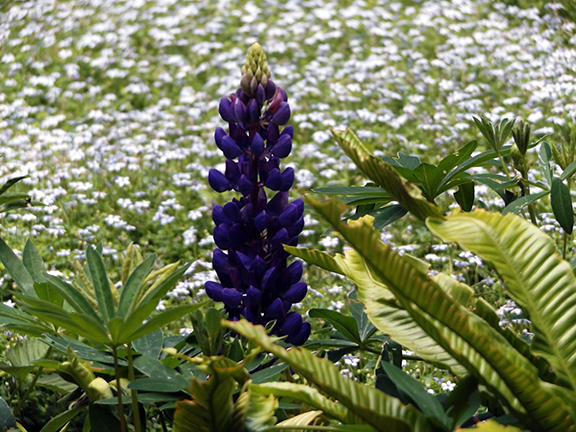 Leach-Botanical-Garden-Portland10