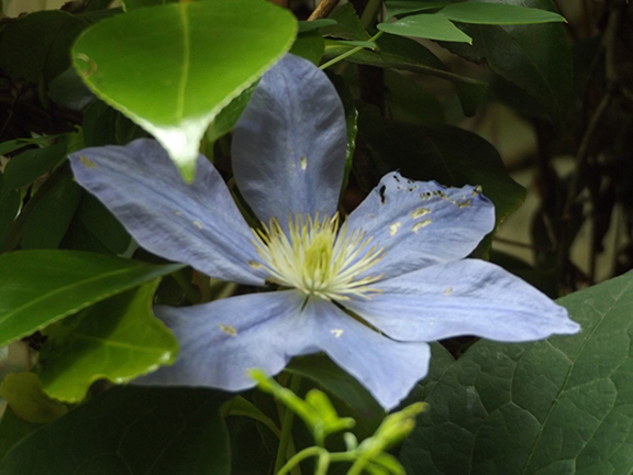 Leach-Botanical-Garden-Portland12