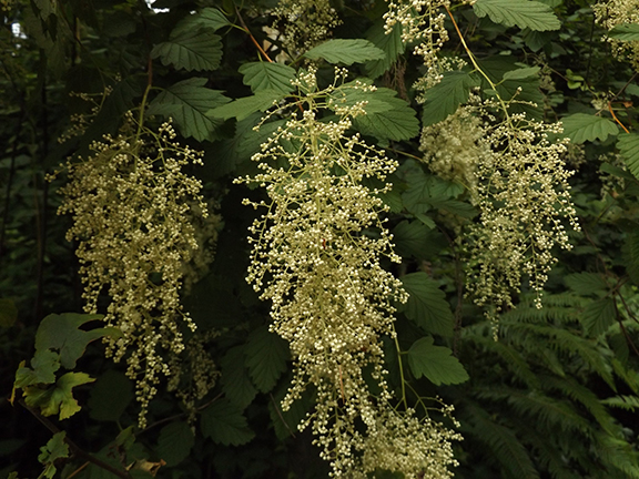 Leach-Botanical-Garden-Portland17