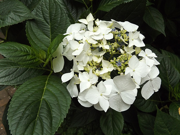 Leach-Botanical-Garden-Portland3