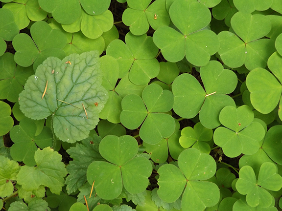 Leach-Botanical-Garden-Portland7