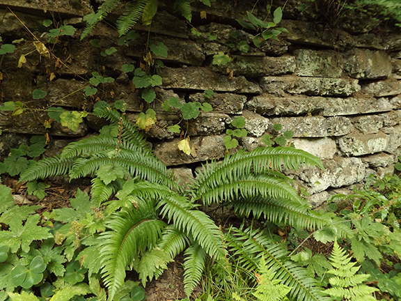 Leach-Botanical-Garden-Portland9