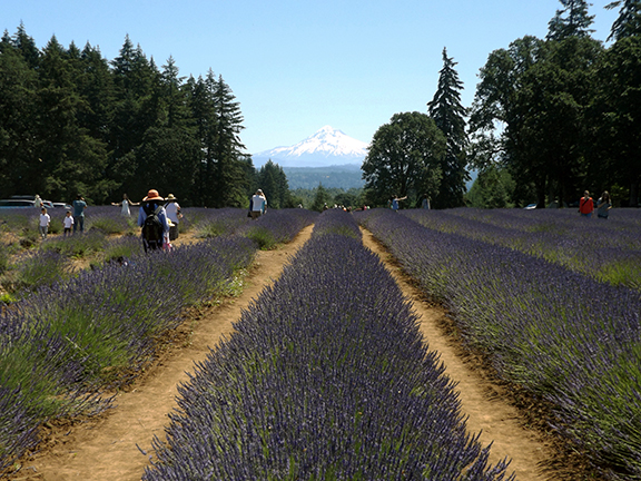 Oregon-Lavender-Farm-Oregon-City3