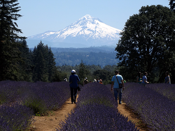 Oregon-Lavender-Farm-Oregon-City5