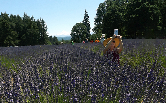 Oregon-Lavender-Farm-Oregon-City6