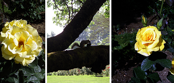 Owen-Rose-Garden-Eugene-Oregon10