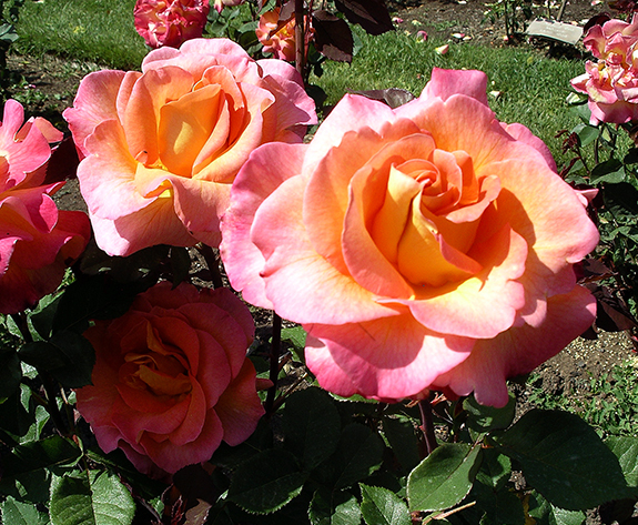 Owen-Rose-Garden-Eugene-Oregon2