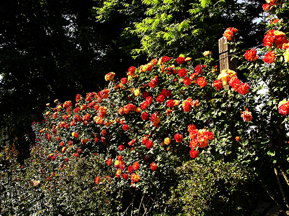 Owen-Rose-Garden-Eugene-Oregon3