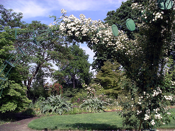 Owen-Rose-Garden-Eugene-Oregon9