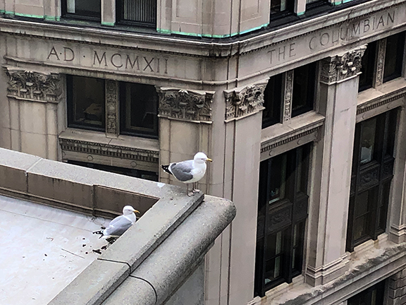 parents-of-Gulliver-the-Seagull-Boston-Rowan-Walrath