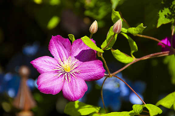 Rogerson-Clematis-Gardens-Lake-Oswego14