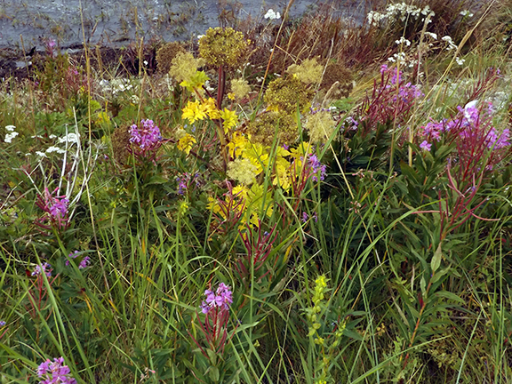 wildflowers-flight-from-Regal-Air-Anchorage-to-Katmai-National-Park-and-Preserve