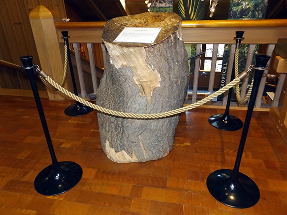 World-Forestry-Center-Portland13