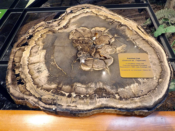 World-Forestry-Center-Portland2