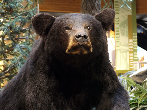 World-Forestry-Center-Portland3