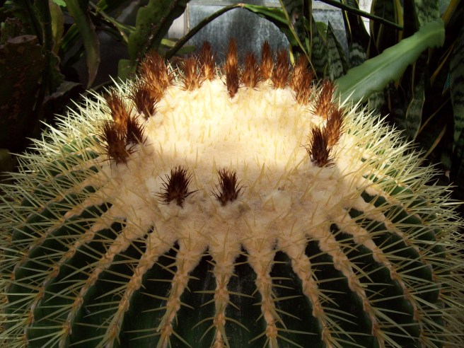 cactus-Bush-Conservatory-Salem-Oregon