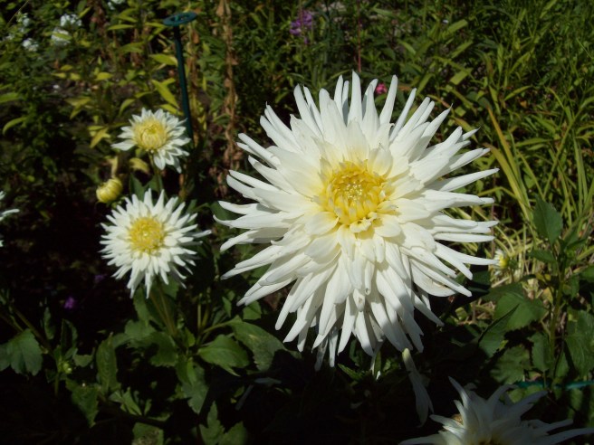 dahlias-Deepwood-House-Salem-Oregon3