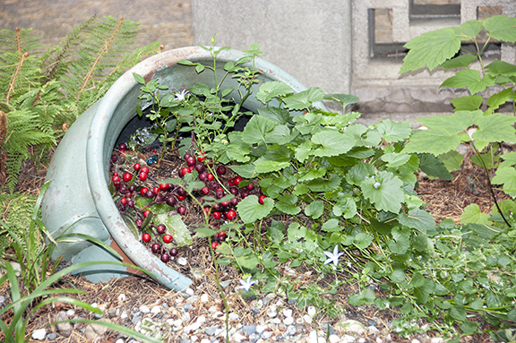 flower-pot-upper-garden-The-Grotto-Portland
