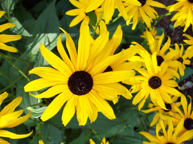 flowers-at-Bushs-Pasture-Park-Salem-Oregon3