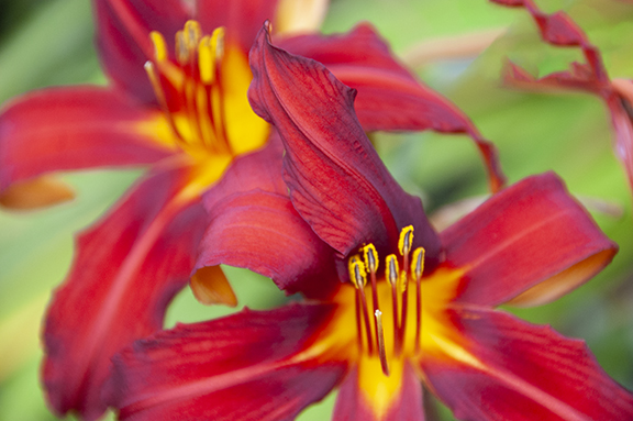 lilies-Peace-Garden-The-Grotto-Portland
