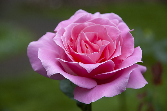 rose-upper-garden-The-Grotto-Portland