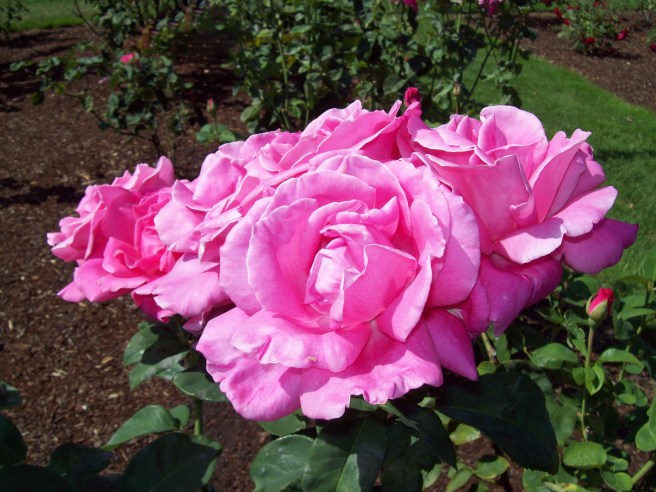 roses-at-Bushs-Pasture-Park-Salem-Oregon