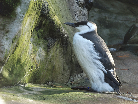 seabird-aviary-Oregon-Coast-Aquarium-Newport