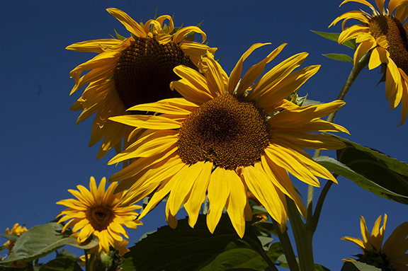 sunflowers-Lee-Farms-Tualatin-Oregon