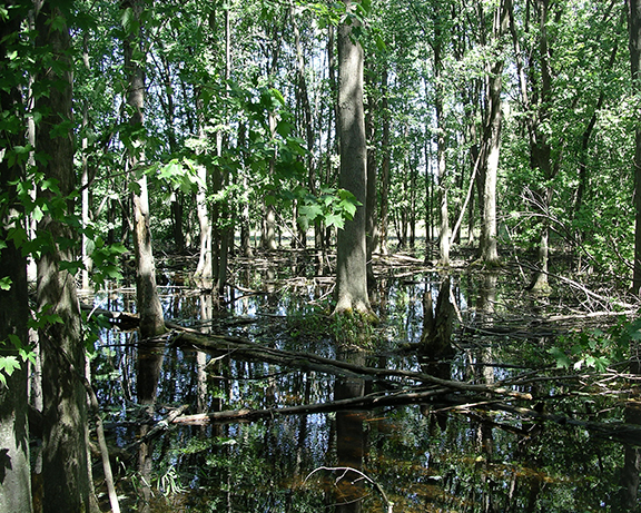 The-Arboretum-University-of-Guelph7