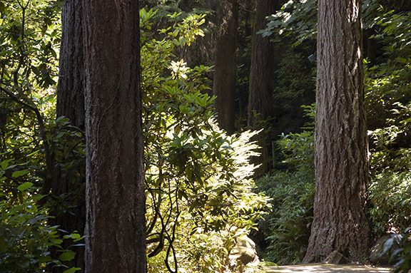 Trees-lower-garden-The-Grotto-Portland