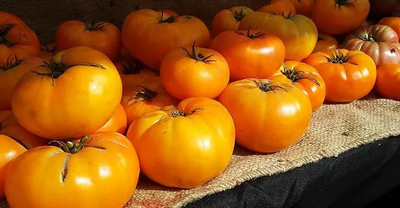 A picture of orange tomatoes at the Mercer Island Farmers Market in Mercer Island, Washington